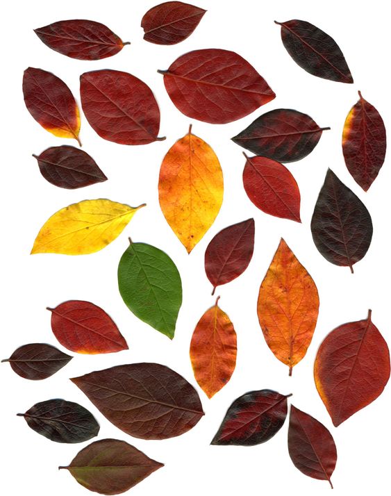 Autumn Leaf Collection XXL
