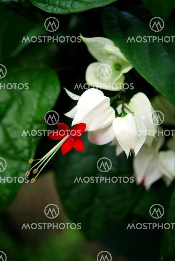 bleeding heart vine