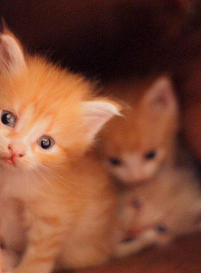 Cute newborn baby kittens sitting in the house