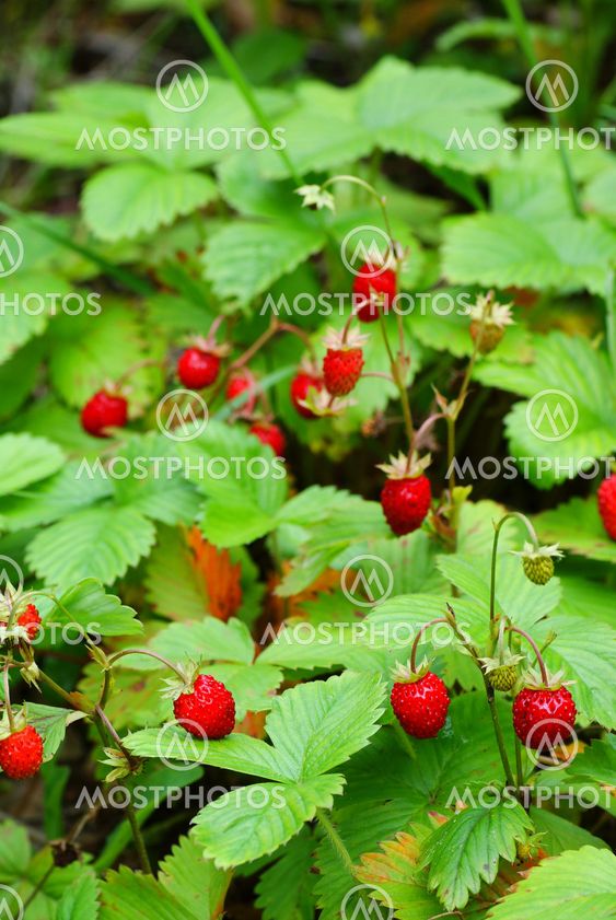 wild strawberry