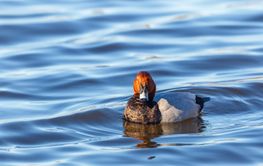 Pochard duck looking at the camera in the water