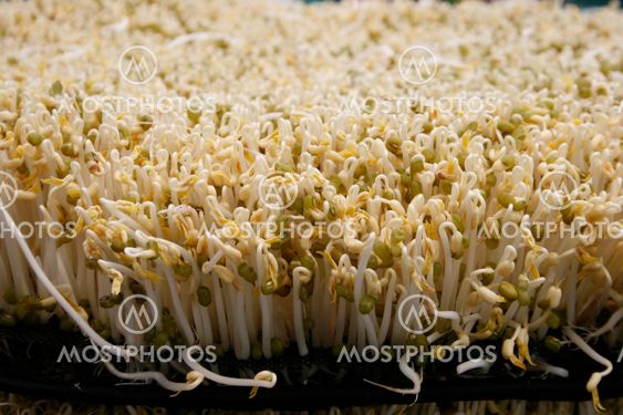 Organic beansprout