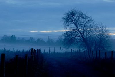 The leaning tree in fog