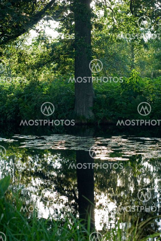 Mirroring in the stream
