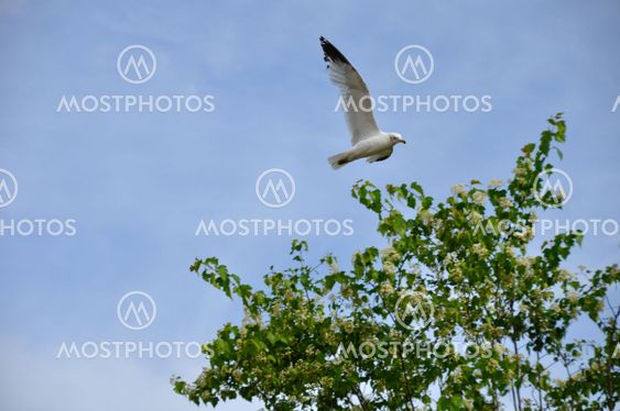 Seagull Over Tree