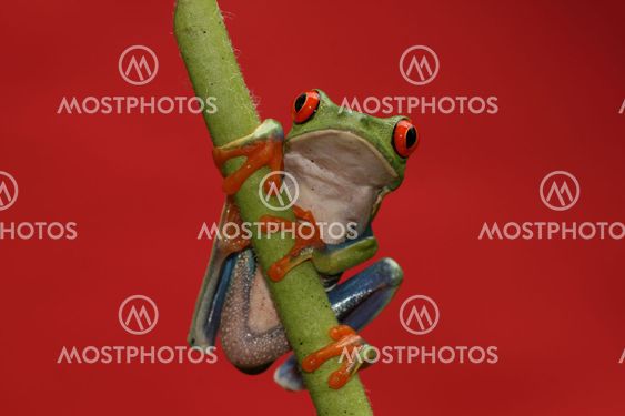 red eyed tree frog