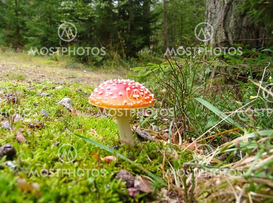 mushroom