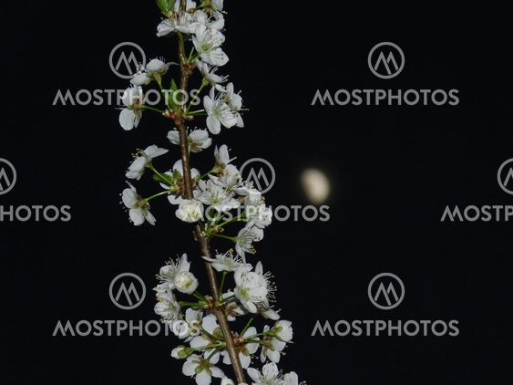 Apricot blossoms with black background