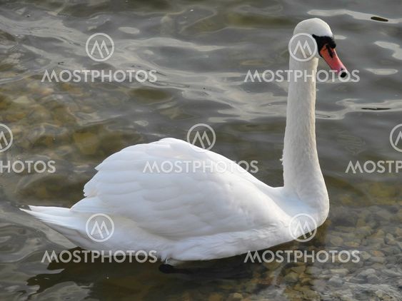 white swan in the water