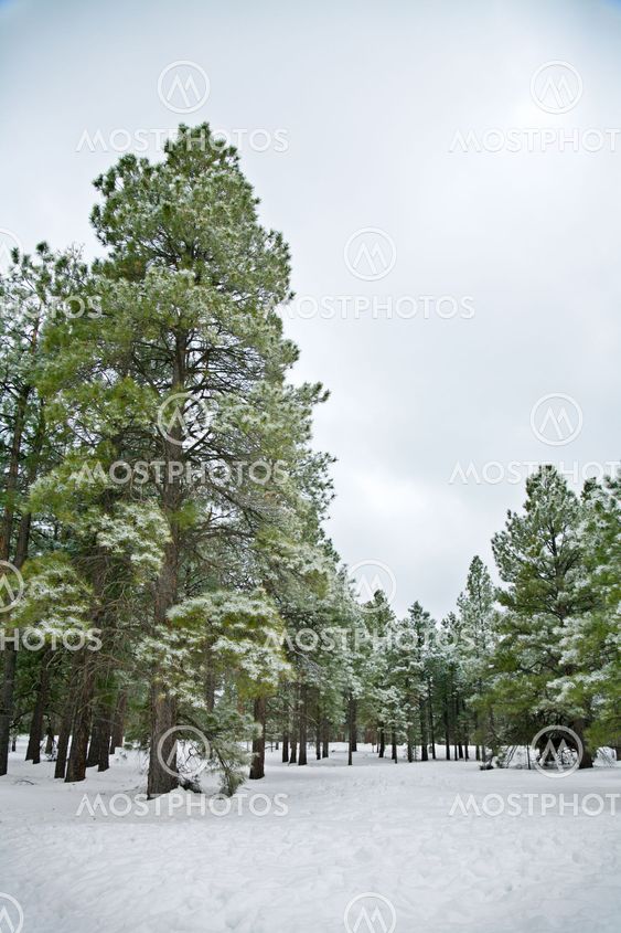 Winter scene