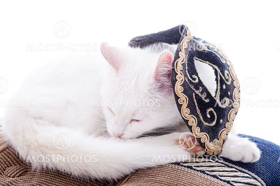 White cat on a white background