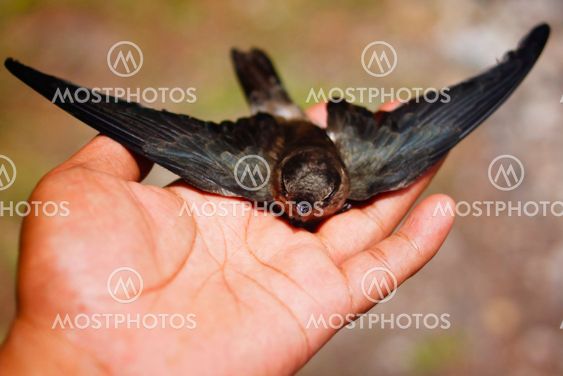Hand Holding Swallow Bird By Noor Haswan Noor Azman Mostphotos