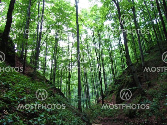 High trees