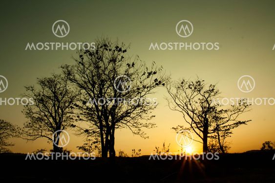 tree silhouette at sunset