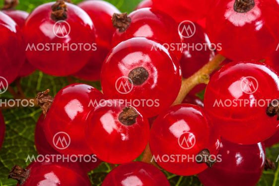 Currants