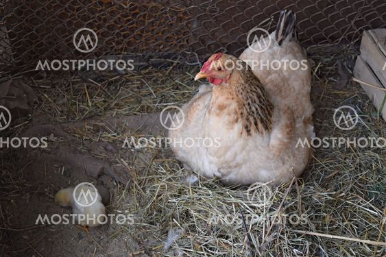 Chicken mother with chickens