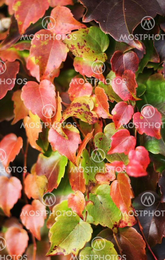 Close up of autumn ivy leaves