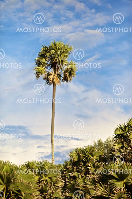 Tropic Jungle