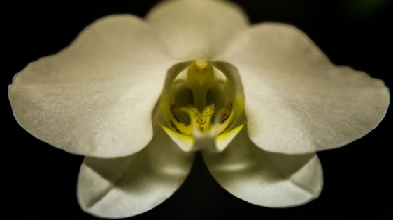 Macro