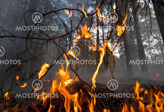 Skogen brand.