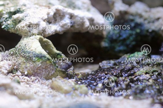 Pearses mudskipper (Periophthalmus novemradiatus) Looking...