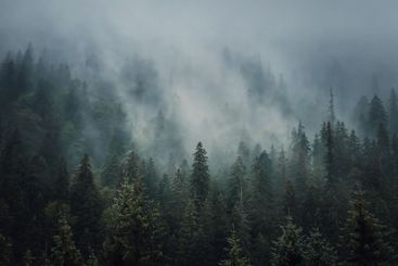 Sunlit foggy fir forest background. Peaceful and moody...
