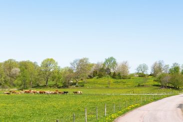 Flock med nötkreatur på en äng nära en väg på våren