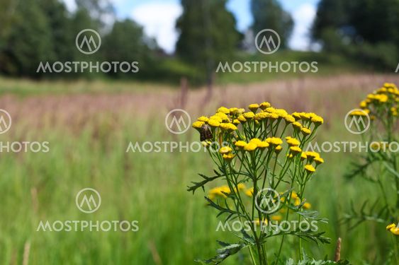 Closeup of tansy on a field