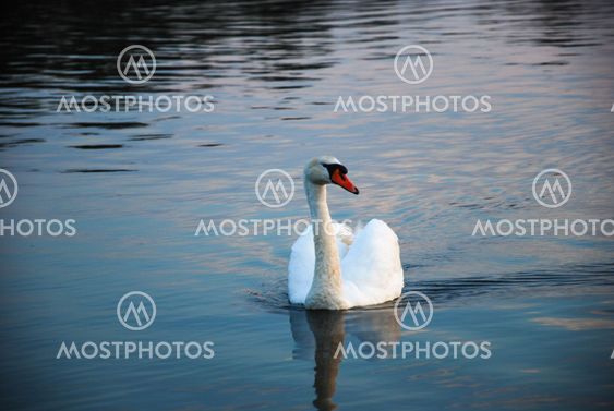 Mute swan portrait