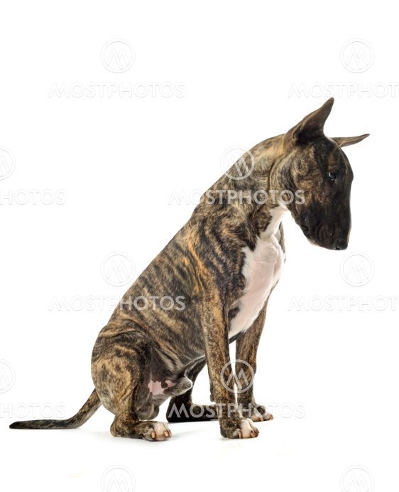 Bull terrier