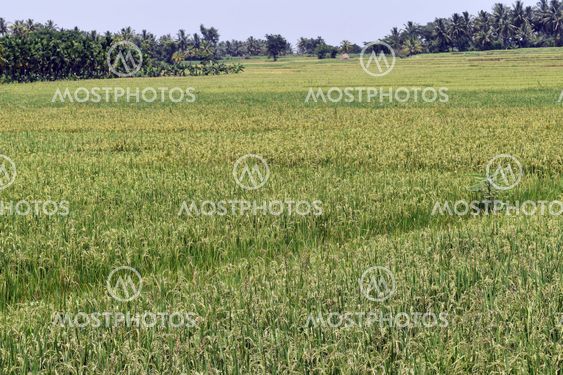 Paddy field