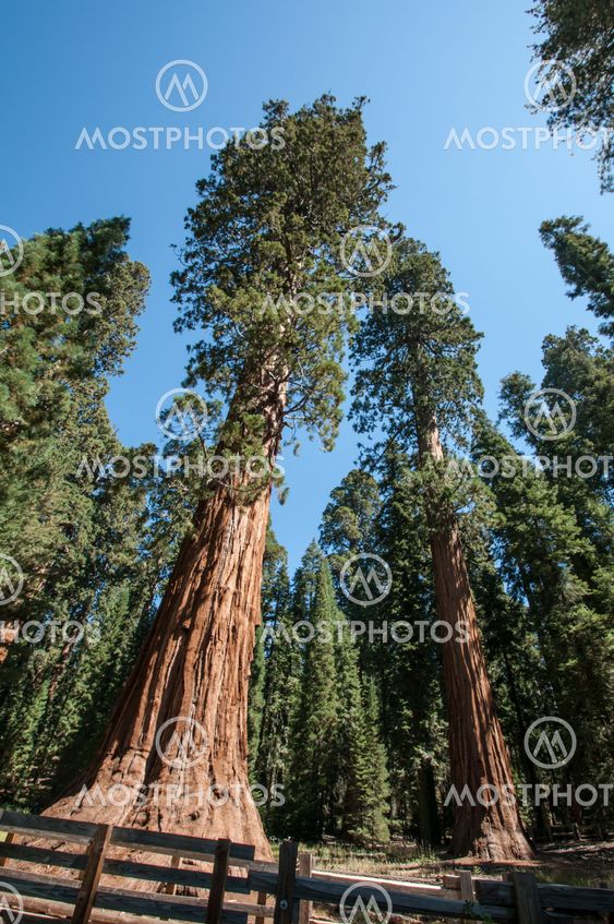 Sequoia national park
