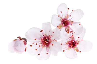 Cherry blossoms close up