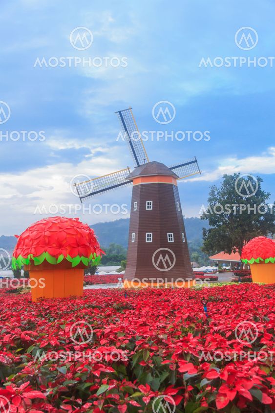 Red Poinsettia and Wind turbine