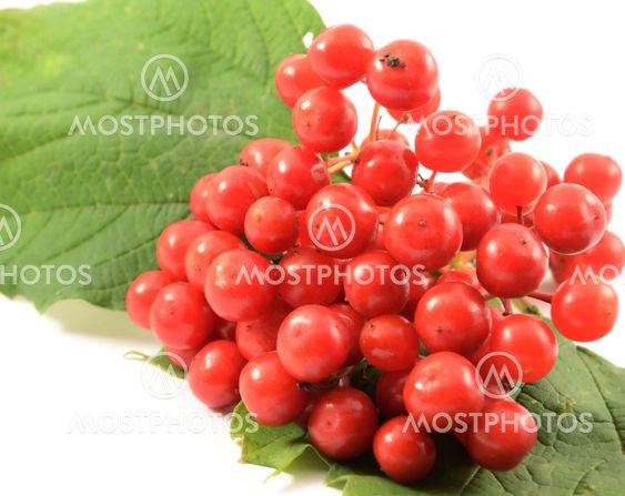 Guelder rose