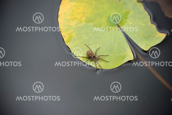 mother spider with babies