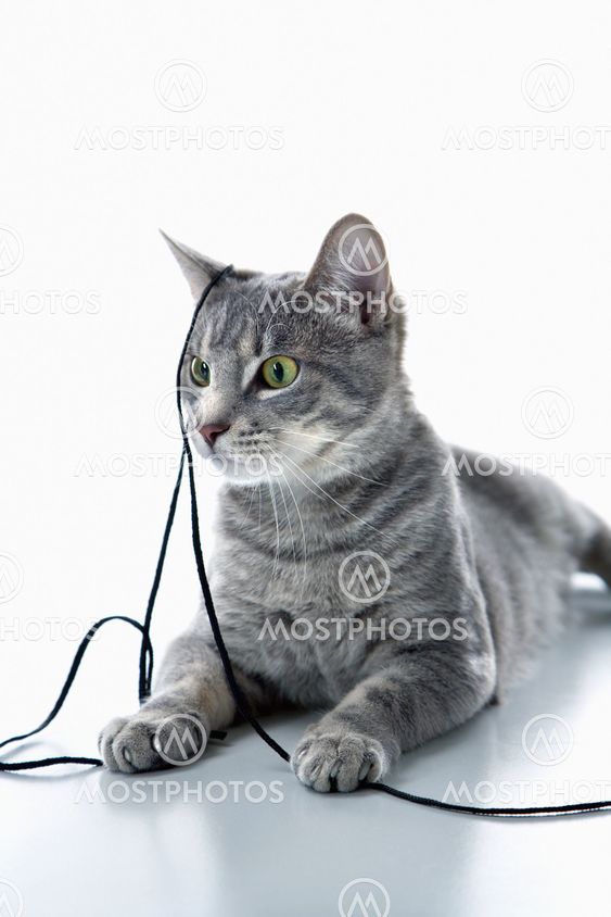 Gray cat playing with string.