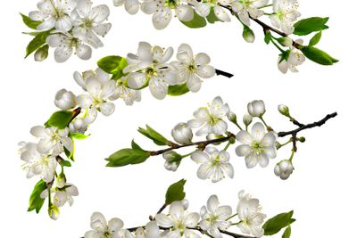 Set of Blossoming cherry white flowers