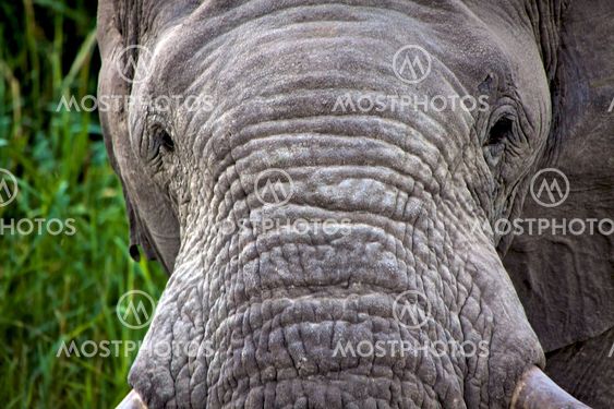 an elephant close-up at etosha national park namibia