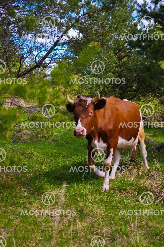 Unhappy with bull