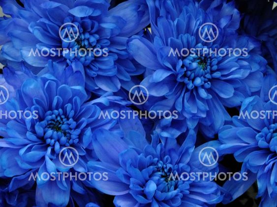 Blue flowers