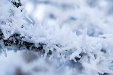 frost covered twigs of a tree on a winter day