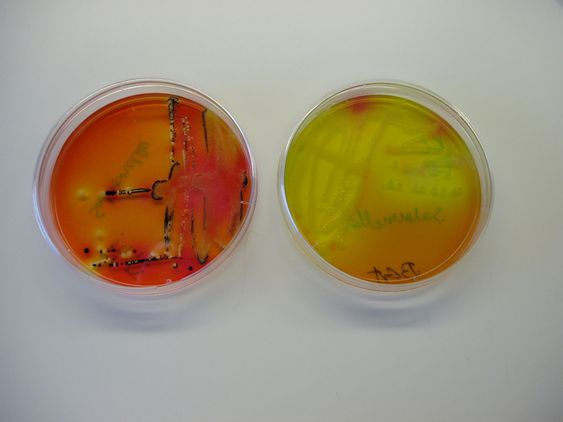 Salmonella testing