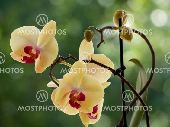 yellow orchids