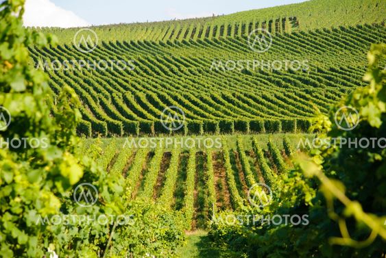 Green vineyards