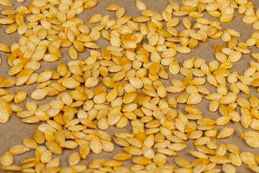 a group of seeds suitable for food during the...