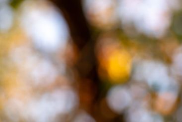 Lights and Green with Red color on nature defocus...