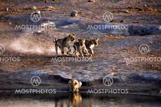 lion cub running near a waterhole at etosha national park namibia