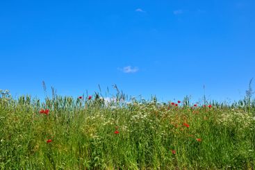 Outdoor, field and flowers with wheat for growth,...