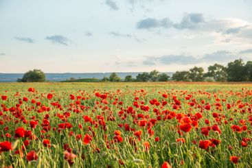 Large field with beautiful red poppies. Summer landscape...